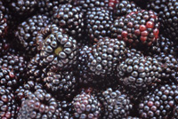 �ʎ��͌��N�H�i�ɂ����p�����