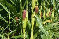 �g�E�����R�V�����̌��ޗ�