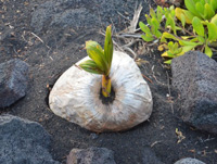 �p�[�����̌����ɂȂ郄�V�̉ʎ�