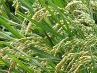 ���{�ō����Ė��̌���