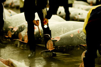 ����ނ��Ⓚ���ĕۑ����Ԃ���������