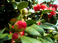 �y�n�̋C��ƍ앨�����H�H�i�ɉe������