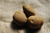 �W���K�C���͊���n�ł͌������Ȃ��앨