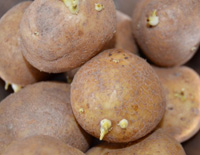 �W���K�C���͉��H���Ȃ��ƐH�ׂ��Ȃ��Ȃ�