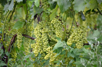 �R���̓��C����������