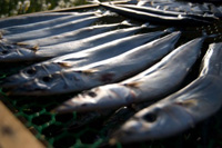 �������͊֐��ł������