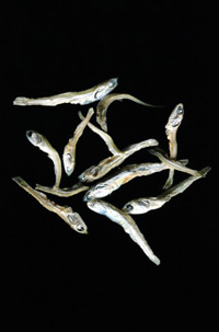 �ϊ������ϋɓI�ɍ����