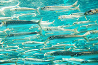 ����Ăł̓C���V���I�C���Ђ��ɂ���