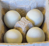 �s�[�^���̌����ڂ͕��ʂ̗�