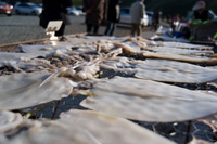 ���H�H�i�̗��j�͐l�ނ̗��j�ł�����